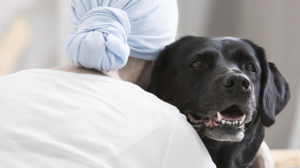 How Therapy Dogs Can Improve the Emotional Health of Hospital Patients